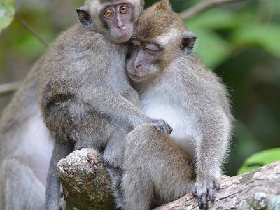Long tailed macaque (3)